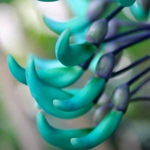 Jade vine art card. Rare plant card. Tropical flower card to personalize or note card set. Blue green exotic floral card. Garden lover gift