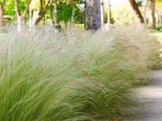 Feathergrass 100 Seeds Flower Delivery