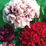 100 seeds Breadseed Peony Poppy mix