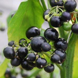 100 Garden Huckleberry, Solanum melanocerasum Fruit Seeds.