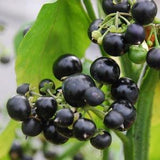 100 Garden Huckleberry, Solanum melanocerasum Fruit Seeds.