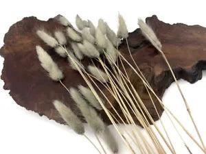 30 Pieces 12-15" Silver Gray Bunny Tail Preserved Dried Botanical Grass Bouquet