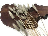 30 Pieces 12-15" Silver Gray Bunny Tail Preserved Dried Botanical Grass Bouquet
