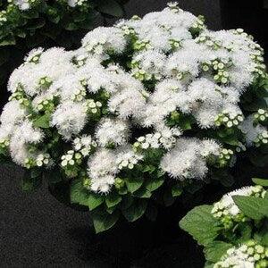 100 Pcs  White Floss Flower Seeds-Dwarf-AGERATUM HOUSTONIANUM /Floss Flower/ Mexican paintbrush/Beautiful and Fast growing Annual/ FL497