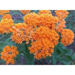 50 MILKWEED SEEDS - BUTTERFLY Weed Flower Seeds.