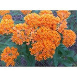 50 MILKWEED SEEDS - BUTTERFLY Weed Flower Seeds.
