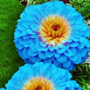 Organic Flower Seeds Zinnia "Haageana" Blue. Seed from Ukraine