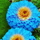 Organic Flower Seeds Zinnia 
