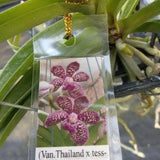 Orchid Vanda Thailand x tessellata x Mimi Palmer Fragrant