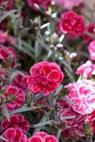 15 Long-Blooming Perennials to Fill Your Garden with Color Flower Delivery
