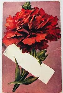 Vintage Greeting Postcard Red Flower Carnation with Purple Background 1908