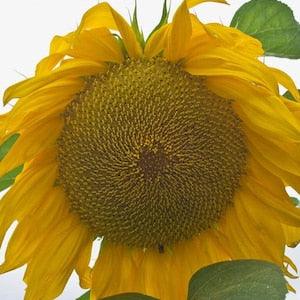 Giganteus  Sunflower - 12/25/50 Seeds - Helianthus annuus - Open-Pollinated, Non-Hybrid & Non-GMO - Heirloom Canada Flower Seeds