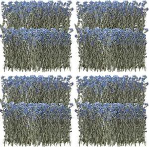 200 Pcs Natural Forget Me Not Pressed Dried Flowers Blue Don'T Forget Me Dried F