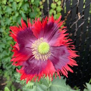 Drama Queen Poppies