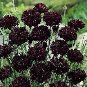 Black corn flower seeds