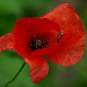 Rosolaccio papavero flower seeds - code 865 - paparouna seeds - field poppy