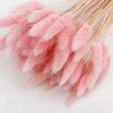 Dried Flowers Rabbit Bunny Tail Grass Pampas Grass Natural Plants Bouq 50Pcs/Lot