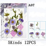 12PCS Real Pressed Dry Flower collection, Flowers leaves as picture FHT504