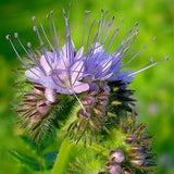 100 Bee's Friend Flower Seeds / Phacelia Tanacetifolia / Purple Tansy / English Garden / Wildflowers / Cottage Flower / Lacy Phacelia
