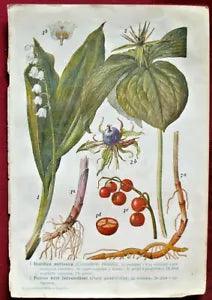 1928 Antique Lily of the valley Convallaria PLANTS FLOWERS Lithograph Print Art