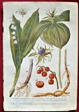1928 Antique Lily of the valley Convallaria PLANTS FLOWERS Lithograph Print Art