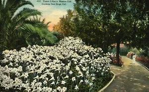 Antique Mission Cliffs Garden San Diego CA Postcard of Easter Lilies by L Eno
