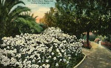 Antique Mission Cliffs Garden San Diego CA Postcard of Easter Lilies by L Eno
