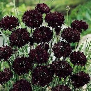 Black Tall Double Ball Bachelor's Button Cornflower Flower Seeds/Centaurea Cyanus/Annual   50+