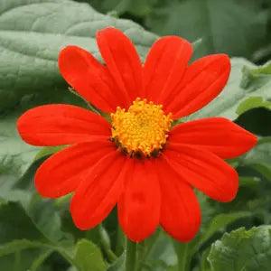 Mexican Sunflower Seeds | For Planting Tithonia Red Daisy Sun Flower Seed 2024