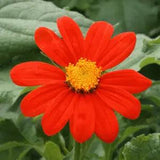Mexican Sunflower Seeds | For Planting Tithonia Red Daisy Sun Flower Seed 2024