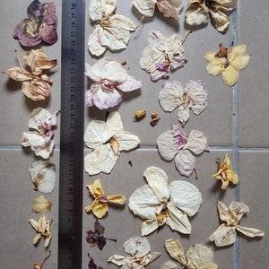 Naturally Dried Orchids -92 pc +petals, buds, Multicolor - Pressed and not pressed for craft