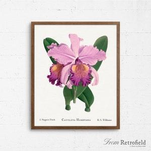 Orchid Flower Art, Cattleya Hardyana Botanical Print, Orchid Print, Pink Orchid Home Decor, Floral Wall Art, Botany, Gardening Gifts, Poster