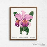 Orchid Flower Art, Cattleya Hardyana Botanical Print, Orchid Print, Pink Orchid Home Decor, Floral Wall Art, Botany, Gardening Gifts, Poster