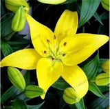 20 SEEDS for Sun Yellow LILY RARE flower exotic home garden plant USA Seller