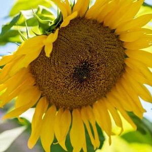 Large Grey Stripe  Sunflower - 12/25/50 Seeds - Helianthus annuus - Open-Pollinated, Non-Hybrid & Non-GMO - Heirloom Canada Flower Seeds