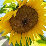 Large Grey Stripe  Sunflower - 12/25/50 Seeds - Helianthus annuus - Open-Pollinated, Non-Hybrid & Non-GMO - Heirloom Canada Flower Seeds