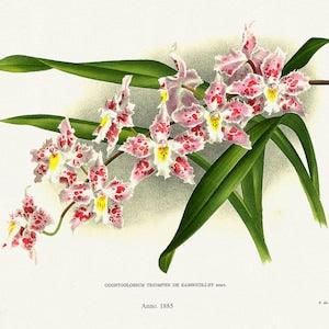 Orchid No. 390, 1885, Linden auth., botanical print (giclee) on canvas, 50x70cm. or 20x25" approx.