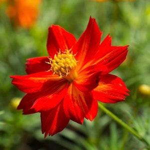 Cosmos Diablo Sulfur Cosmos Flowers Blend 1g - 70 Seeds - Cosmos Sulphureus NON GMO