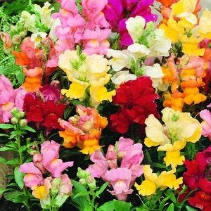 Snapdragon Dwarf Flowers Blend 0.5 g - 700 Seeds - Antirrhinum Majus Nanum NON GMO