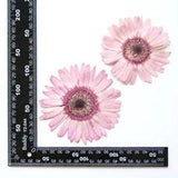 2PCS Real Pressed Dry daisy Flower, Large pink Flower Head for art FSS26 #6
