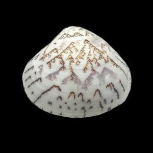 Venus Clam Shell MATCHING PAIR ZigZag Pattern Lioconcha Castrensis Unique Complete Clam Shell Decorative Display Specimen Free USA Shipping!