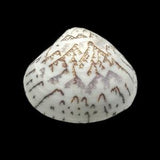 Venus Clam Shell MATCHING PAIR ZigZag Pattern Lioconcha Castrensis Unique Complete Clam Shell Decorative Display Specimen Free USA Shipping!
