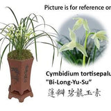 Cymbidium tortisepalum "Bi-Long-Yu-Su??? ????????? 3grs