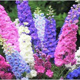 Tomorrowseeds - Rocket Mix Larkspur Seeds - 400+ Count Packet - Delphinium Consolida Garden Colorful Blue Purple Pink Annual Dolphin Flower Seed NonGMO 2022 Season, Size:400+ Count Packet Flower Delivery