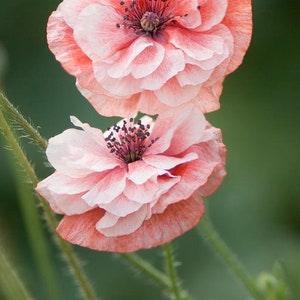 50 Shirley Double Poppy Seed Mix / Flower Seeds / English Garden / Papaver Rhoeas / Cottage / Wildflowers