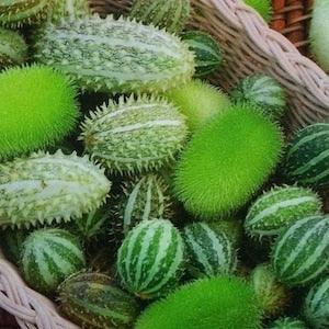 Decorative Cucumbers Blend Edible Flowers 0.3g - 20 Seeds - Cucumis NON GMO