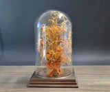 Vintage Floral Cloche Dried Plant Glass Dome Wooden Base Circa 1970's Decor