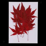 12 Pressed  Dried Flower  Leaf for DIY Necklace