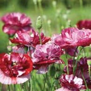 Pandora Poppy Seeds 20 count