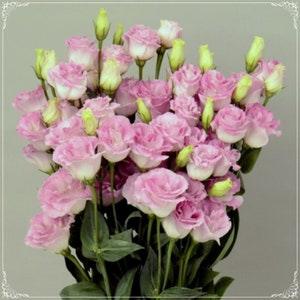 5 Seeds Papillon Pink Blush Lisianthus Flower Seed, Natural, Non GMO, Heirloom